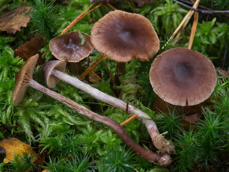 Cortinarius umbrinolens